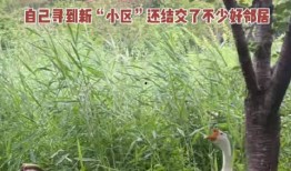 网红大鹅,从田间到网络，一只鹅的传奇之旅